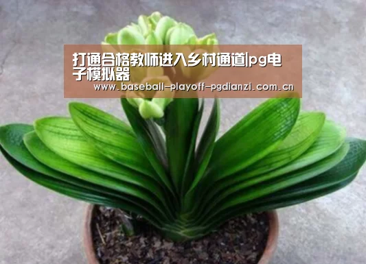 打通合格教师进入乡村通道|pg电子模拟器(图3) pg电子麻将胡了